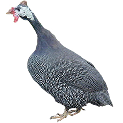 Jumbo Guinea